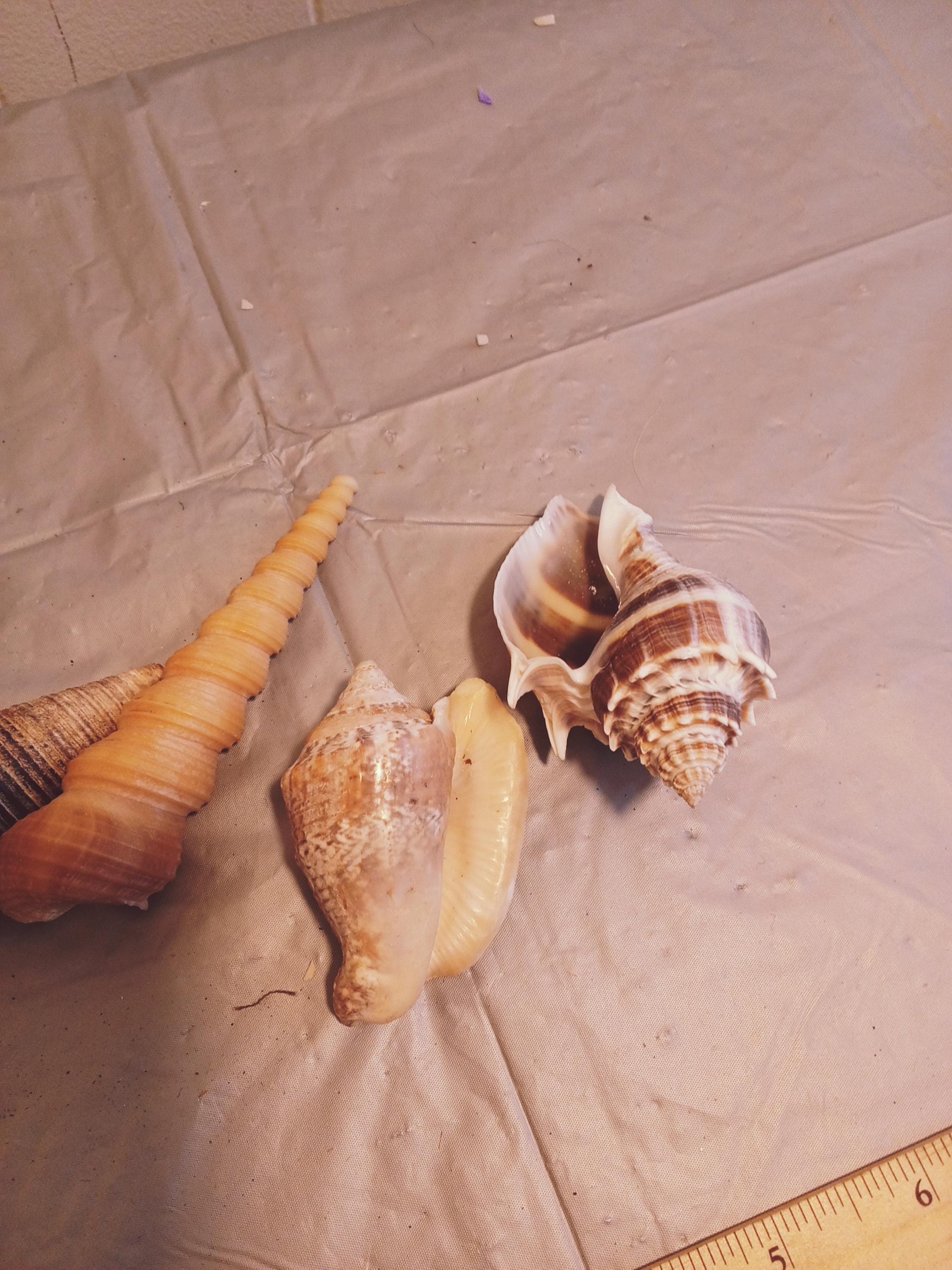 貝殻 4 個セット、とがったねじれた貝殻 - Etsy 日本