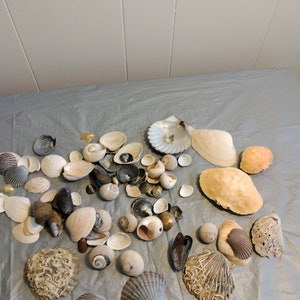 Seashell Lot Crab Shells, Nautical Decor