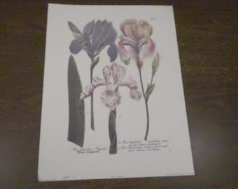 1989 Irises III by Weinmann Art Print, Floral Print Plate