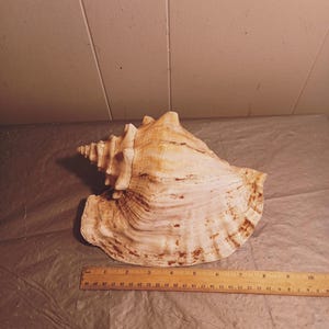 8,5 &quot;&quot;große stachelige Muschel, große Conch Muschel.&quot;
