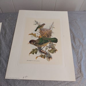 Stampa artistica su piatto di uccelli 15,75x11,75&quot; Arti Grafiche Ricordi