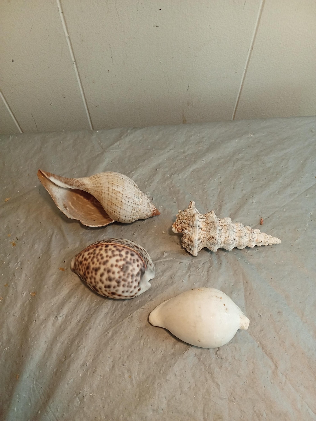 4 Natural Seashells, Spiral Seashell, Natural Seashells - Etsy