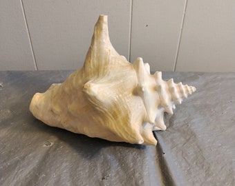 Large Pink Conch Seashell