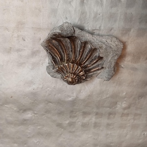 May include: A decorative, bronze-colored seashell design, set against a gray, textured background. The seashell has a detailed, fan-like structure with a central, rounded element. The background has a rough, uneven texture, adding a rustic feel to the piece.