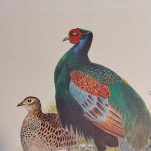 21.75x15.75&quot; Arti Grafiche Ricordi Pheasant Print Plate, Phaseanus Versicolor Vintage Print