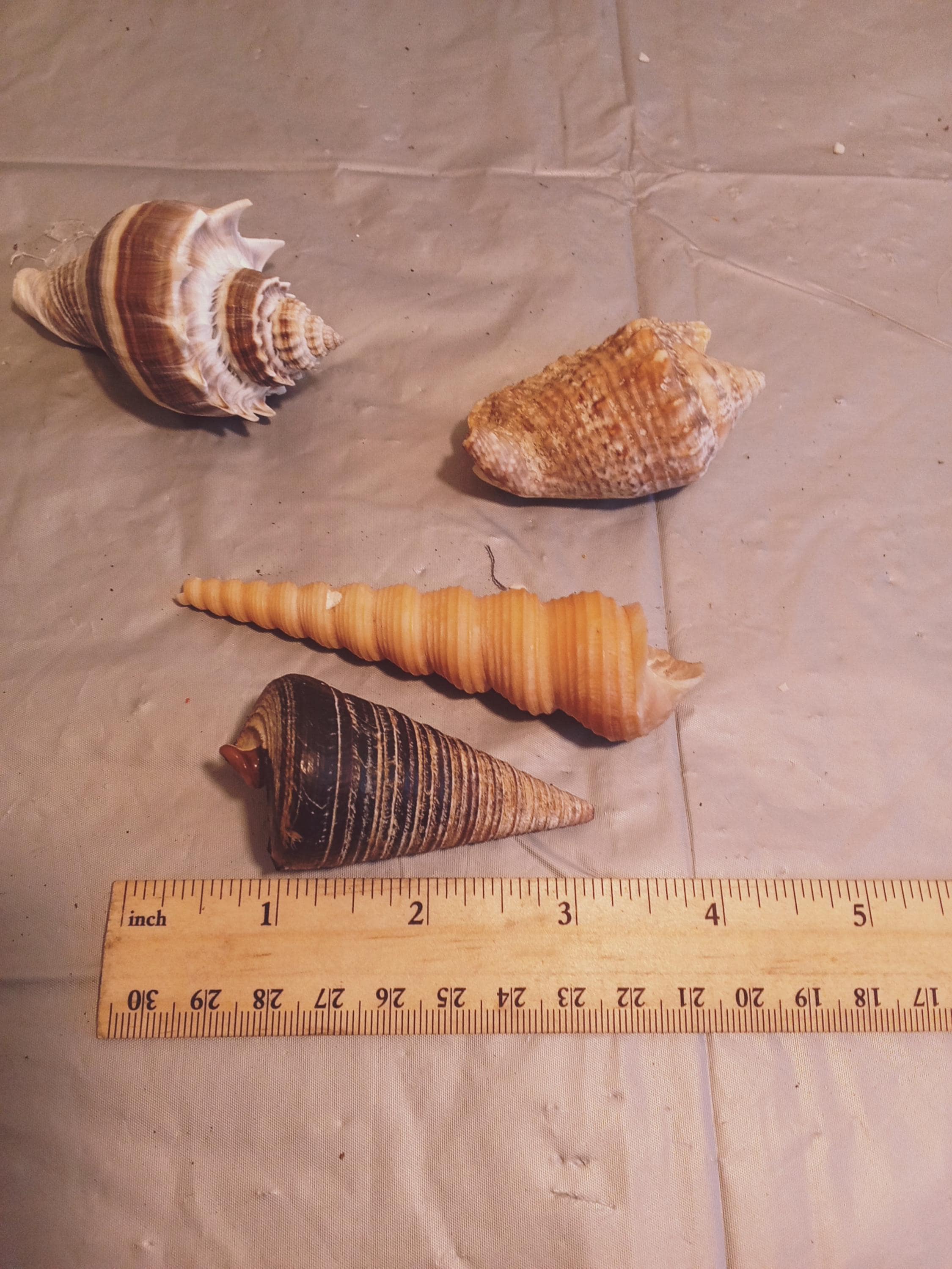 貝殻 4 個セット、とがったねじれた貝殻 - Etsy 日本