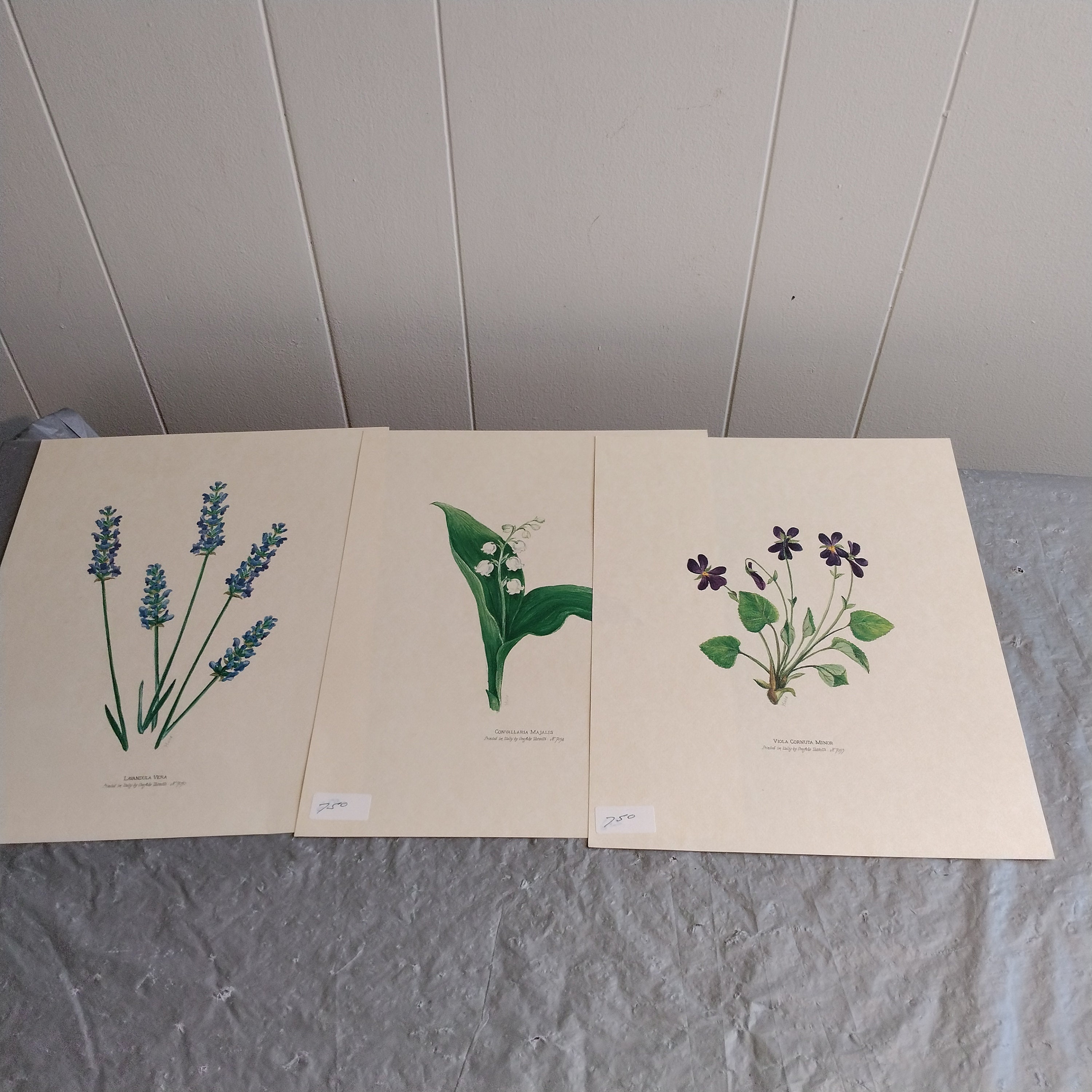 Grafiche tassotti - Etsy 日本