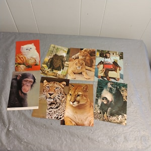 Lotto cartoline vintage Wild Life, non circolate, cartoline scimpanzé leone gatto
