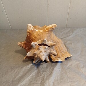 May include: A large, natural conch shell with a smaller shell attached. The shells are a light tan color with textured surfaces and irregular edges. The shells are displayed on a gray surface.
