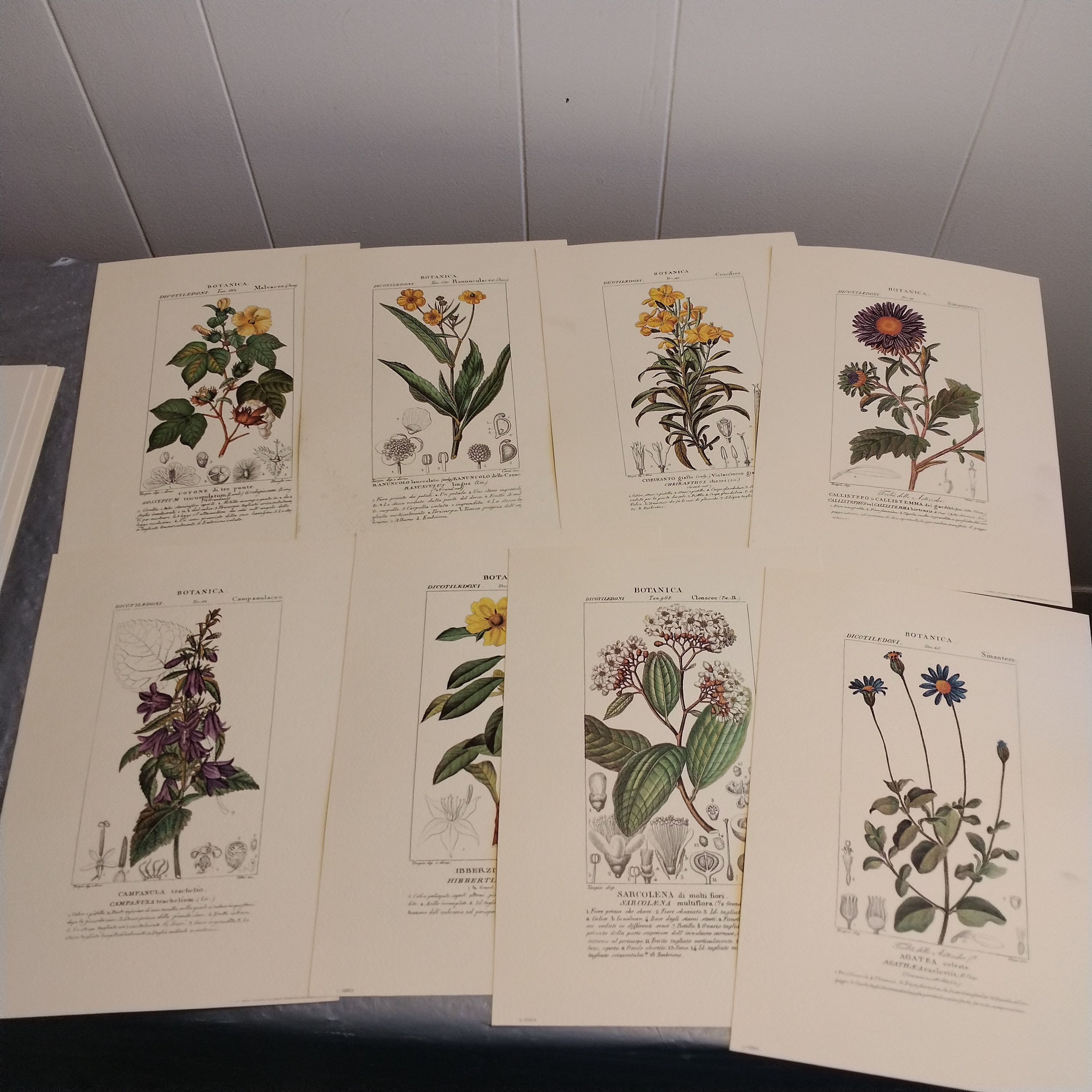 Set of 8 Vintage Floral Botanica Prints 9 7/8 x 6 7/8"