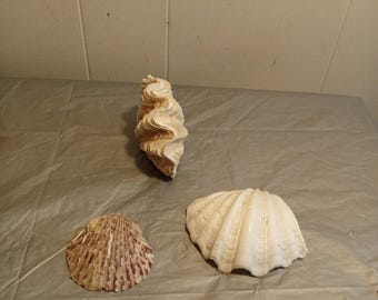 貝殻 4 個セット、とがったねじれた貝殻 - Etsy 日本