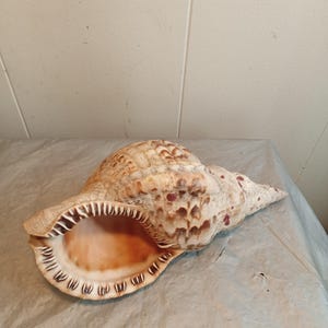 9,25&quot; Triton-zeeschelp, natuurlijke schelp