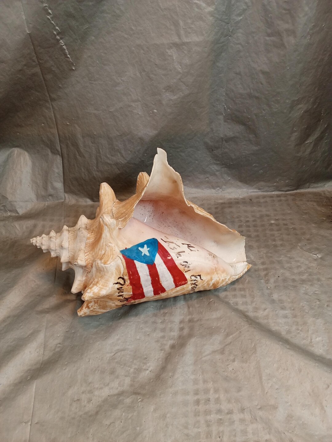 Large Conch Seashell Puerto Rico Souvenir - Etsy