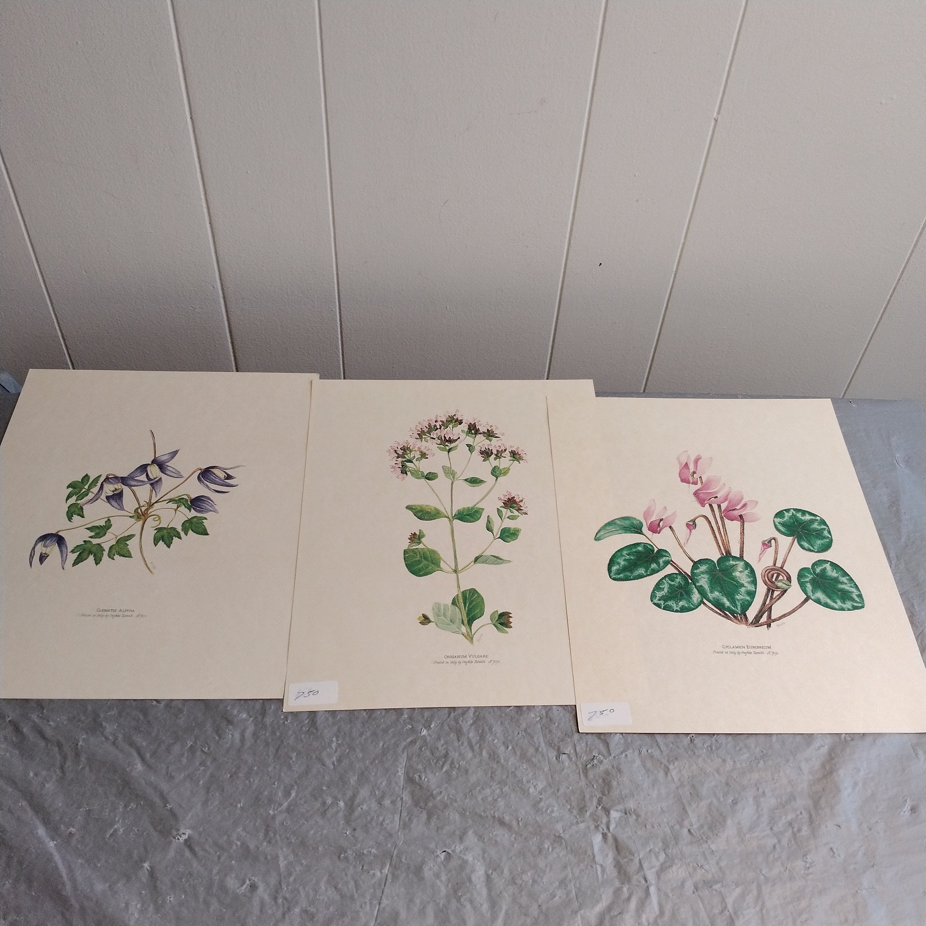 Grafiche tassotti - Etsy 日本