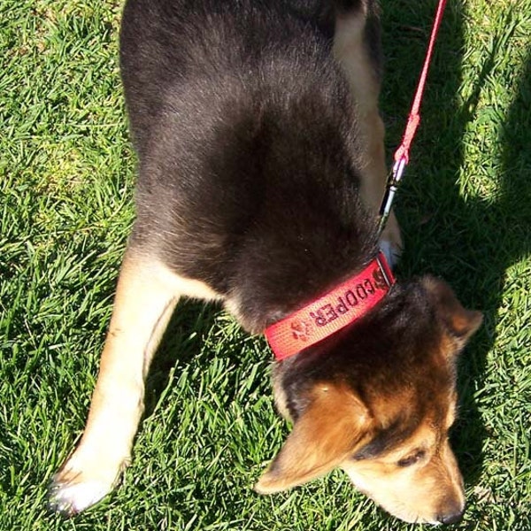 Petit chien personnalisé avec nom et numéro de téléphone, collier pour chien sur mesure, petit 11 »-15, collier pour chien sur mesure,