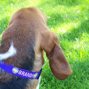 May include: A close-up of a dog wearing a purple collar with the name "Brandi" embroidered in white. The collar has yellow flower accents. The dog's fur is brown, white, and black, with long, floppy ears. A silver leash is attached.