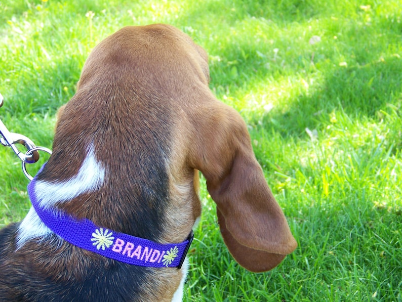 May include: A close-up of a dog wearing a purple collar with the name "Brandi" embroidered in white. The collar has yellow flower accents. The dog's fur is brown, white, and black, with long, floppy ears. A silver leash is attached.