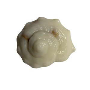 May include: A cream-colored seashell with a spiral design. The shell has a smooth, glossy texture and a few brown spots. The image is set against a white background, highlighting the natural beauty of the shell.