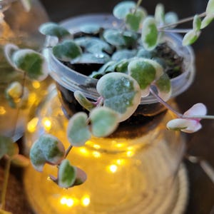 May include: A close-up of a String of Hearts plant in a clear plastic pot. The plant has heart-shaped leaves with green and white variegation. The background is blurred, with warm yellow lights creating a soft glow.