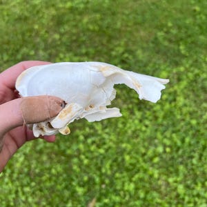 Damaged Coyote Skull