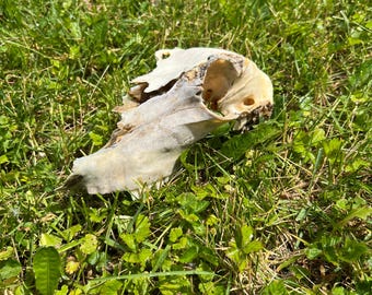 Hertenschedel – beschadigd ambachtelijke botspecimen – echte verweerde schedel voor diorama's, taxidermiekunst en eigenaardigheden