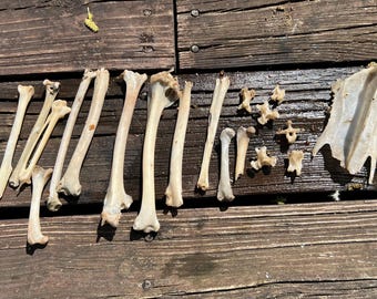 Goose bones