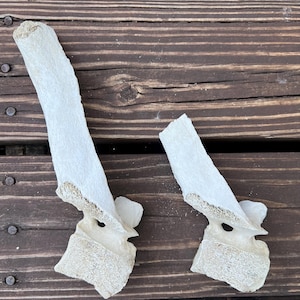 Sagittally Cut Cow Vertebrae