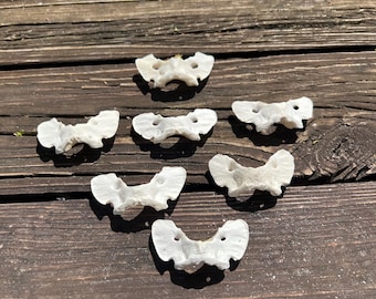 Coyote Atlas Vertebrae
