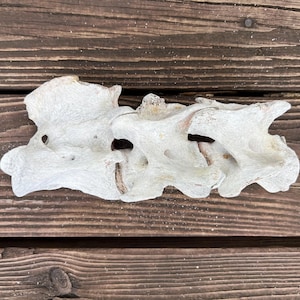 Cow Vertebrae