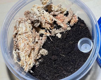 クモ、タランチュラ、または無脊椎動物を収納容器に入れるための、特注のスリング型飼育ケース！