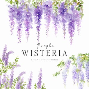 Glycine des cliparts, PNG floral aquarelle, téléchargement numérique pour le scrapbooking, usage commercial, fleurs printanières élégantes, invitation mariage violet