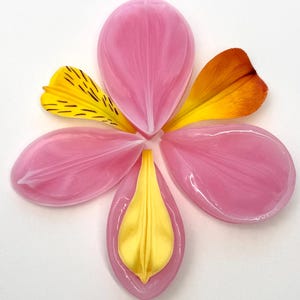 Könnte beinhalten: Eine Blumenanordnung mit sechs Blütenblättern in Rosa, Gelb und Orange, symmetrisch auf weißem Hintergrund angeordnet. Die glatten, glänzenden Blütenblätter haben eine durchscheinende Qualität. Das Arrangement strahlt natürliche Schönheit aus.