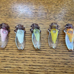 Może przedstawiać: Pięć dekoracyjnych figurek cykad z przezroczystymi skrzydłami i brązowymi ciałami ułożonych w rzędzie. Każda cykada ma inny kolor brzucha: różowy, biały, zielony, żółty i pomarańczowy. Figurki znajdują się na drewnianej powierzchni.