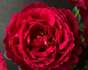 Ligare — Rare Rose Live Plant — Unique Radiant Red — Japanese Garden Shrub — 2 Year Old Own Root Plant 真彩