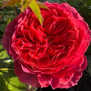 May include: A close-up of a vibrant red rose in full bloom. The rose has many layers of ruffled petals, with a deep red hue at the center that fades to a slightly lighter shade towards the outer edges. Green leaves are visible in the background.