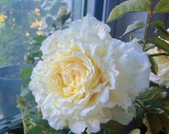 Ice Cream Terrazza Rose - The Melting Dream for Balcony Garden - Large 5 Inch Blooms - Disease Resistant 2-year-old Own Root Plant