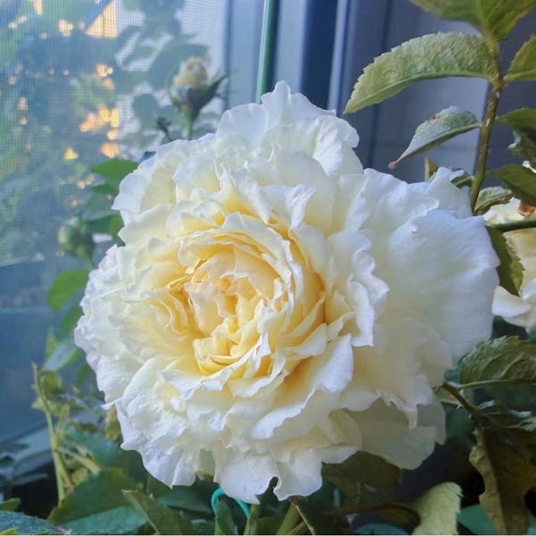 Ice Cream Terrazza Rose - The Melting Dream for Balcony Garden - Large 5 Inch Blooms - Disease Resistant 2-year-old Own Root Plant