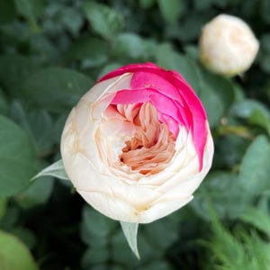 Shiratama Japanese WABARA Florist Shrub Rose,白玉,2 Gallon 2-year-old Plant, Long-lasting Cut Rose