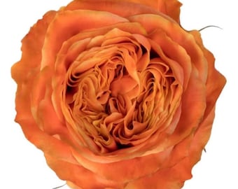 Funky Peach — Rare Rose Live Plant — Ruffled Multi-Tone Peach — Netherlands Florist Shrub Rose — 2 Year Old Own Root Plant 方可桃