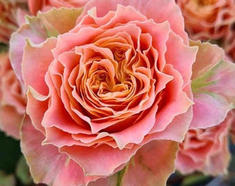 Country Sp Louise — Rare Rose Live Plant — Vintage Coral Pink Peach Ruffled — German Florist Shrub Rose — 2 Year Old Plant 乡村路易斯