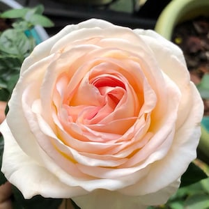 Top Cream French Shrub Rose,心之雕刻, 2-year-old Own Root Plant, Extremely Fragrant
