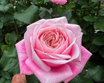 2025 NEW Release 'rehab' VIP Rose | Rare Dutch Breeding