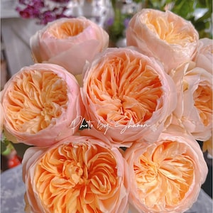 AUSjameson English Wedding Rose, 朱丽叶, 2-year-old Own Root Large Plant, Long-lasting Cut Rose