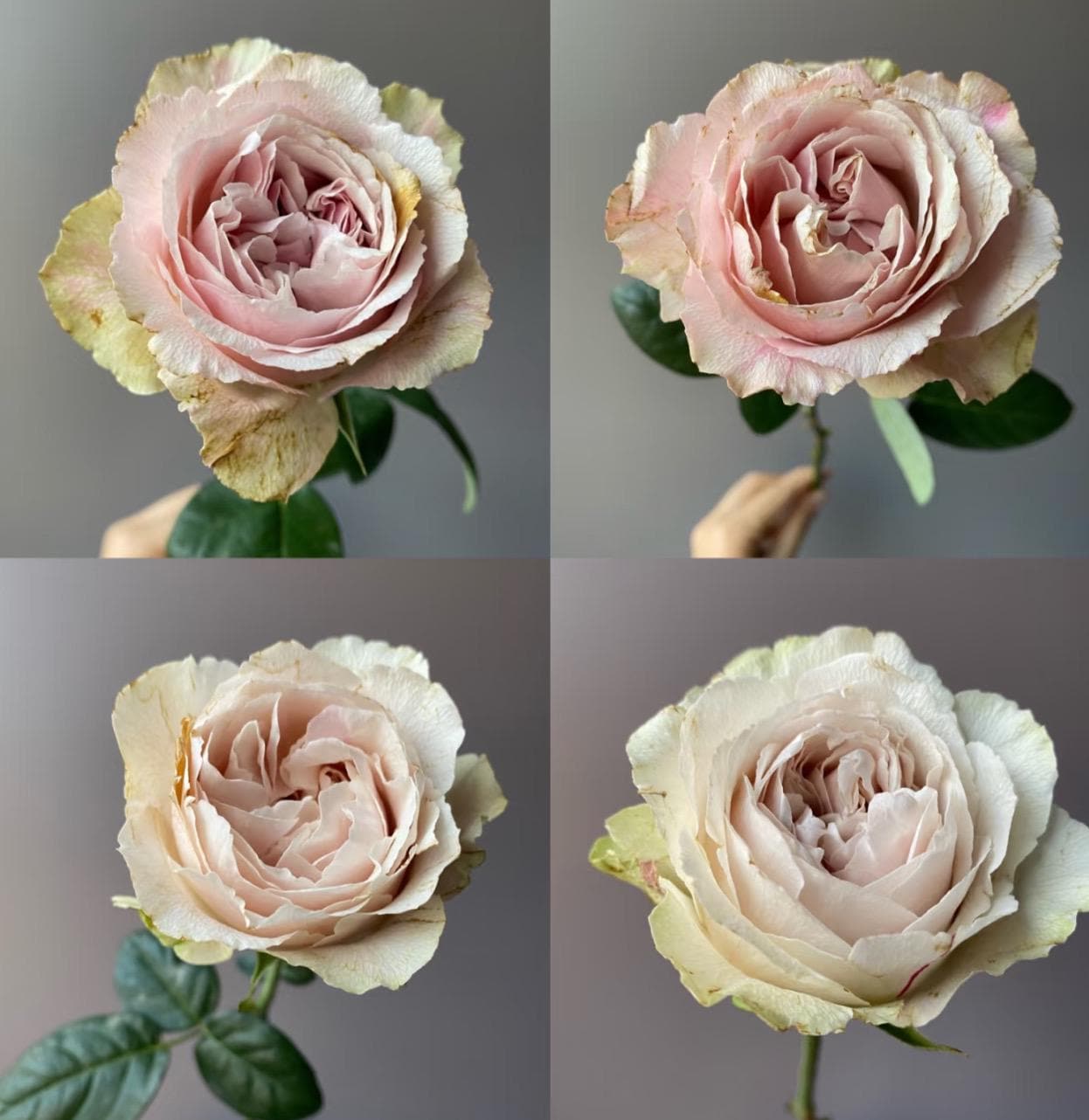 Wabara Roses - Etsy