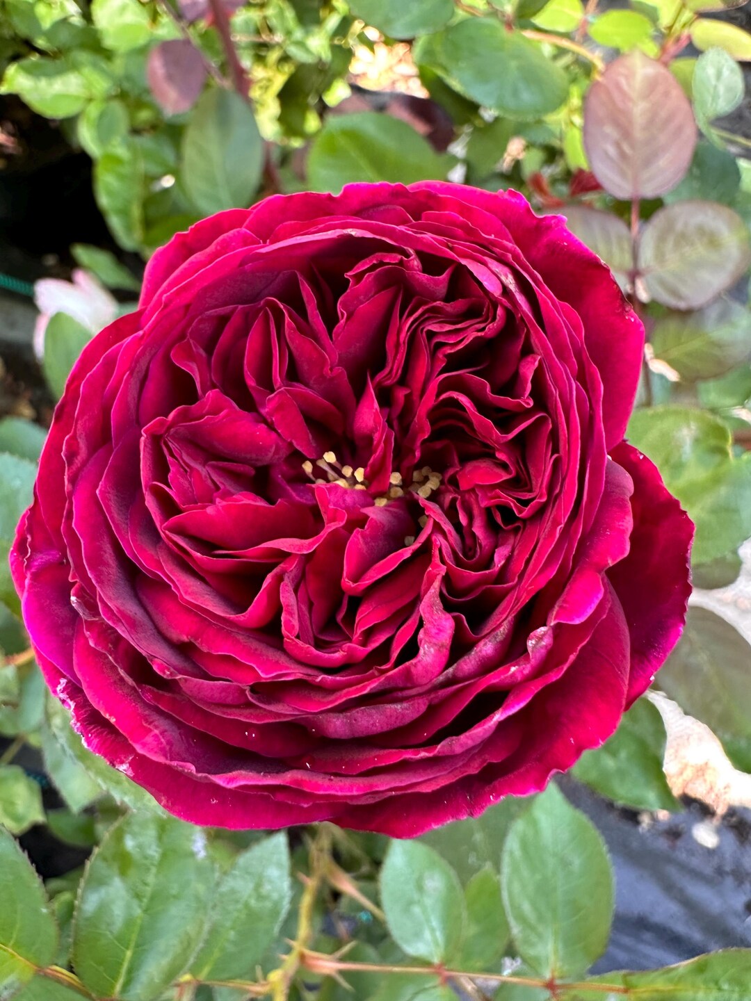 Royale — Rare Rose Live Plant — Intense Sweet Fragrance — Deep Magenta ...