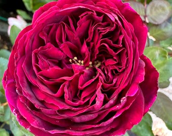 Royale — Rare Rose Live Plant — Intense Sweet Fragrance — Deep Magenta Purple — Japanese Shrub Rose — 2 Year Old Own Root Plant 皇宫