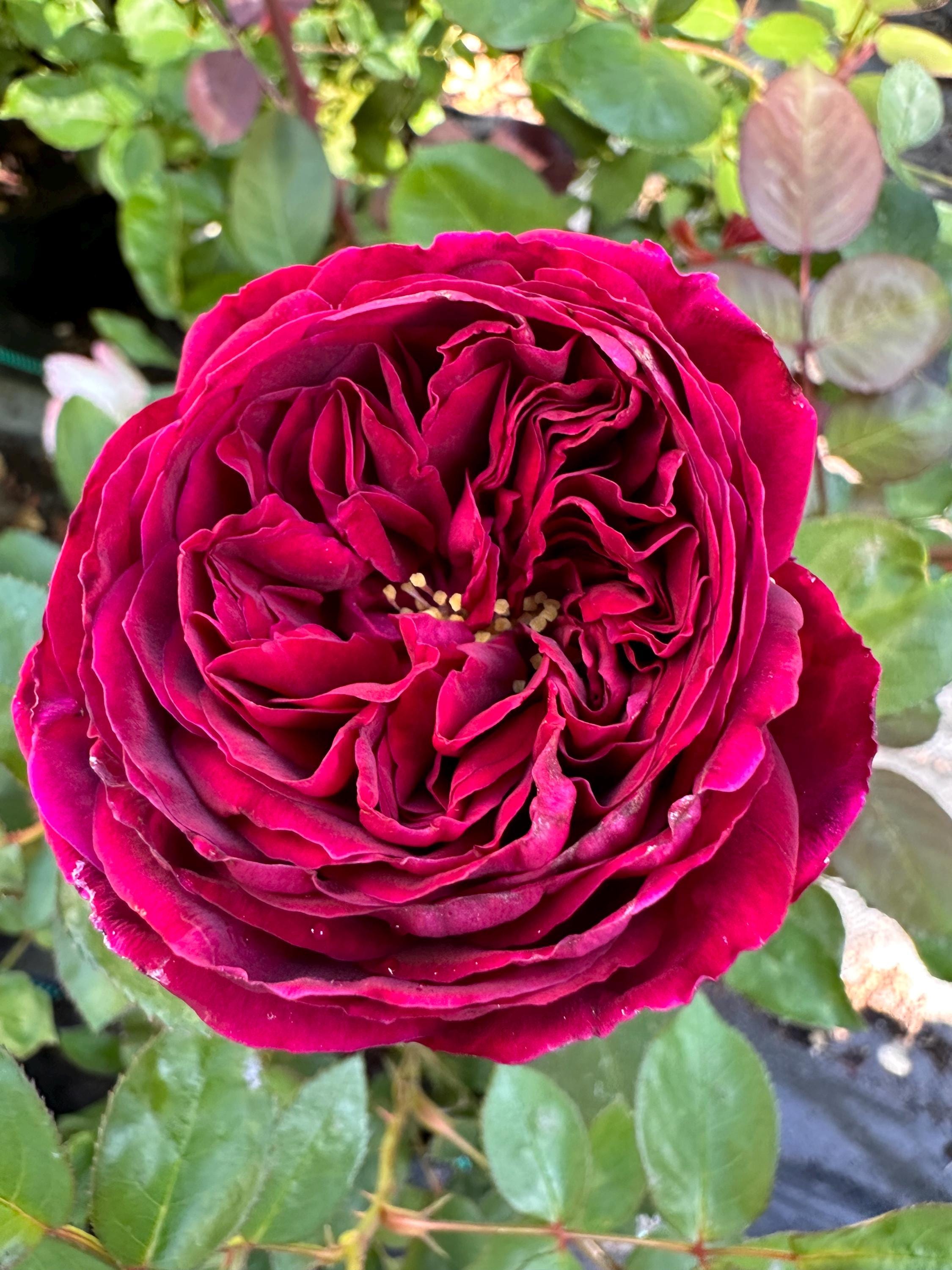 Royale — Rare Rose Live Plant — Intense Sweet Fragrance — Deep