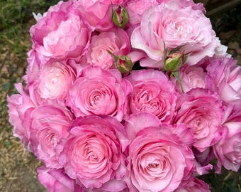 Snowy Apricot Garden Rose, 2-Year-Old Live Plant, Rare Color-Shifting Fragrant Shrub Rose, Perfect Gardening Gift 杏苑雪晴