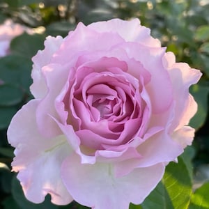 Dawn&#39;s Fragance/Lu Ning Xiang露凝香Chinese Shrub Rose, 2-year-old own root,Thornless,Strong Fragrance