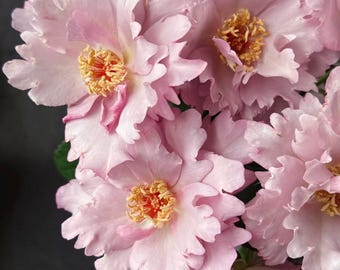 Couture Rose Tilia — Rare Japanese Rose Live Plant — Ruffled Lace Lavender Blooms — Ethereal Floribunda — 2 Year Old Plant 玫瑰时装
